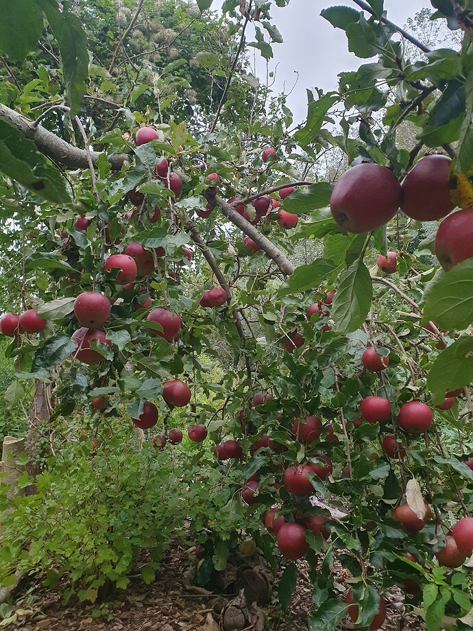 Apple_tree