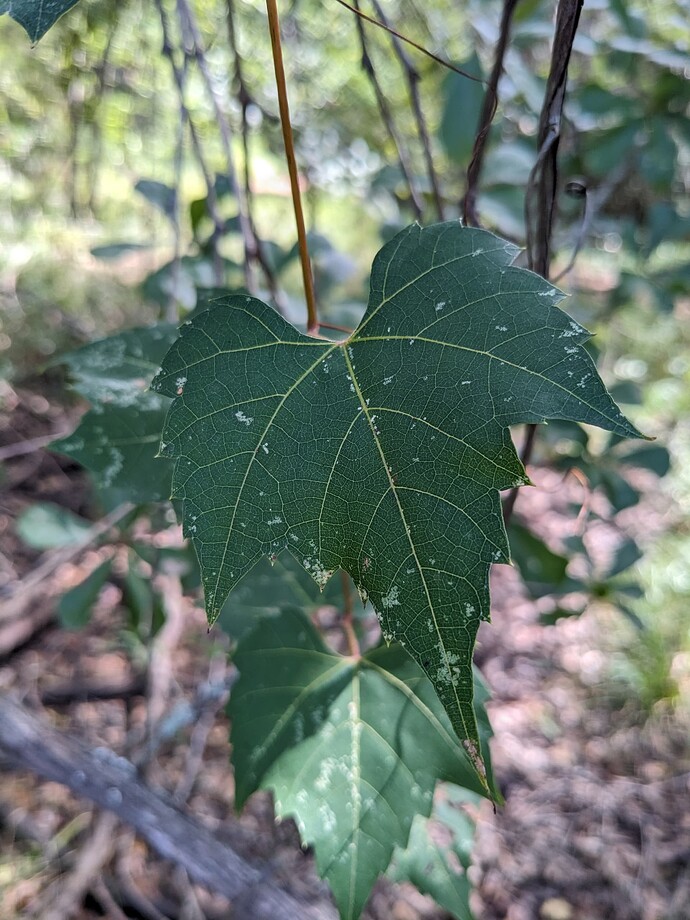 PXL_20231007_173404840