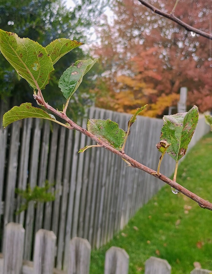 close up no fruit tree.