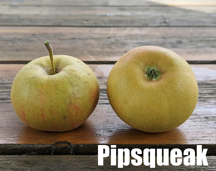 Pipsqueak_2025