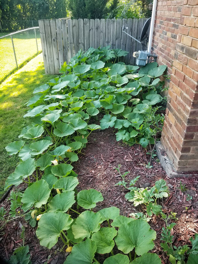 SQUash0