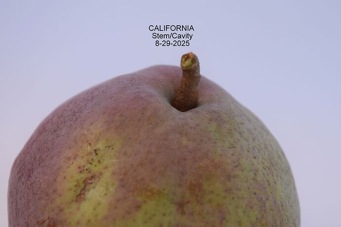 CALIFORNIA STEM 8-29-2025RSJPG