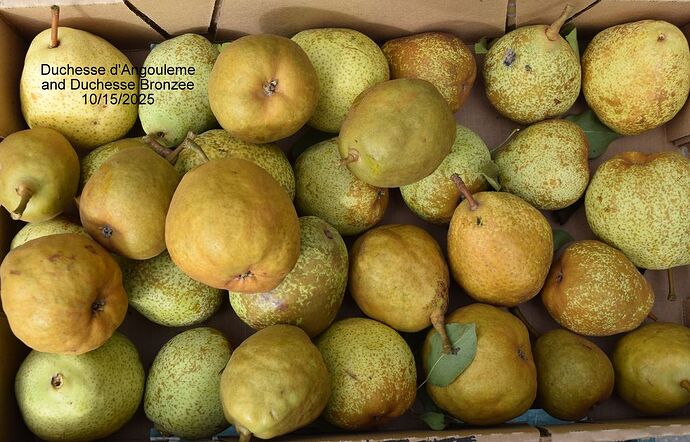 Duchesse d' AngoulemeBox12-15-2025RS