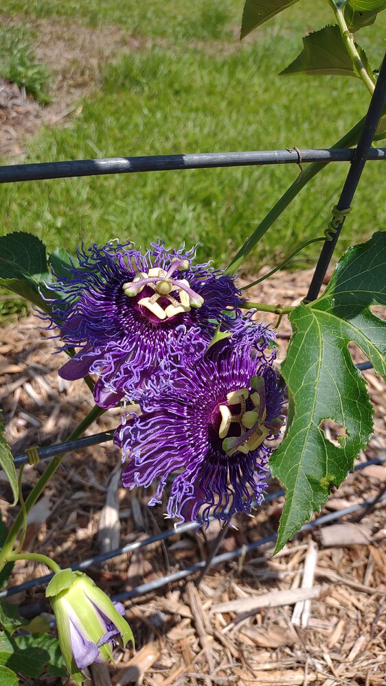 IMG_20250707_123635430