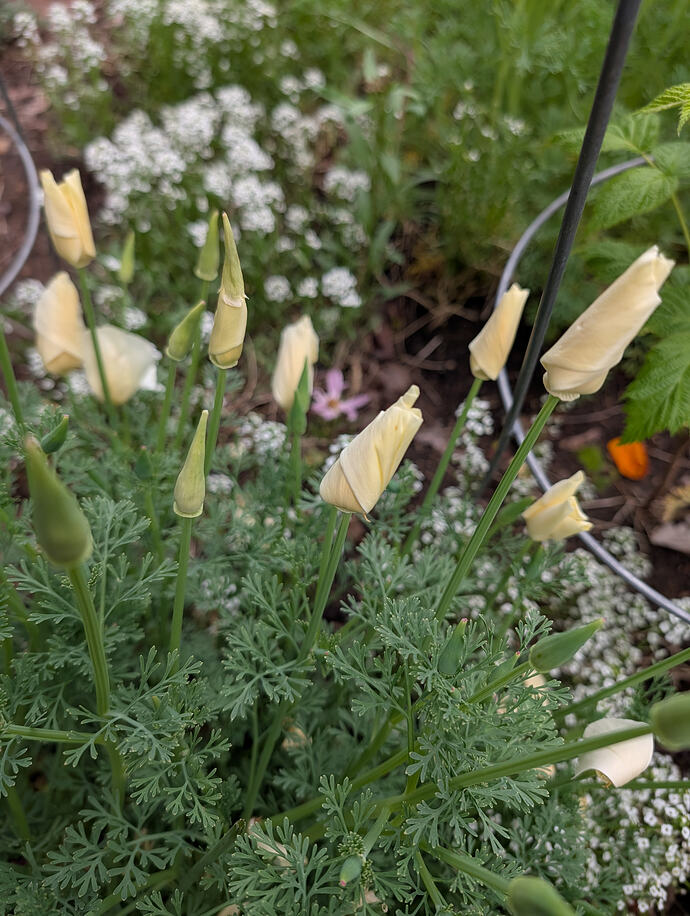 PXL_20260429_013117007.MP