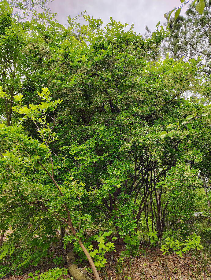 IMG_20260506_163011986_HDR_AE