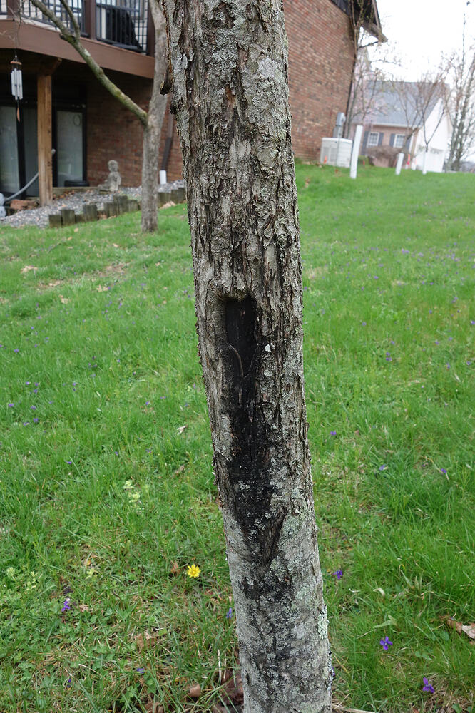 Zestar apple with cuts in it (3)