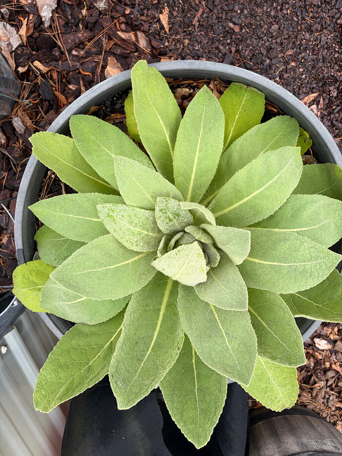 mullein