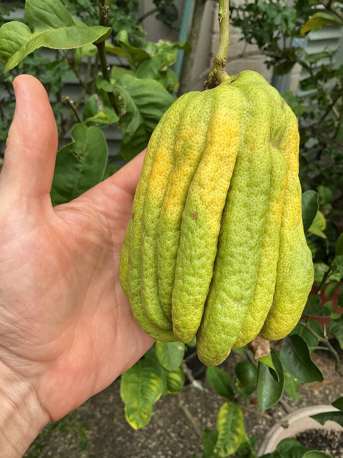 Fully formed Buddha’s Hand Citron