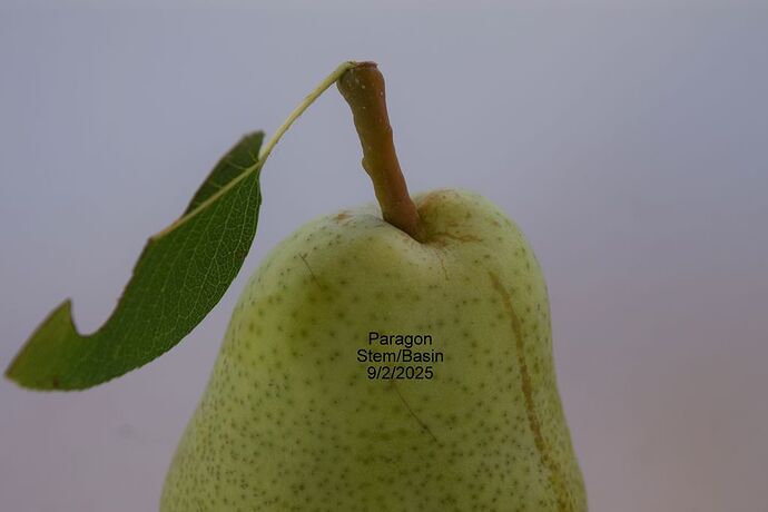 ParagonStem1 9-2-2025RS