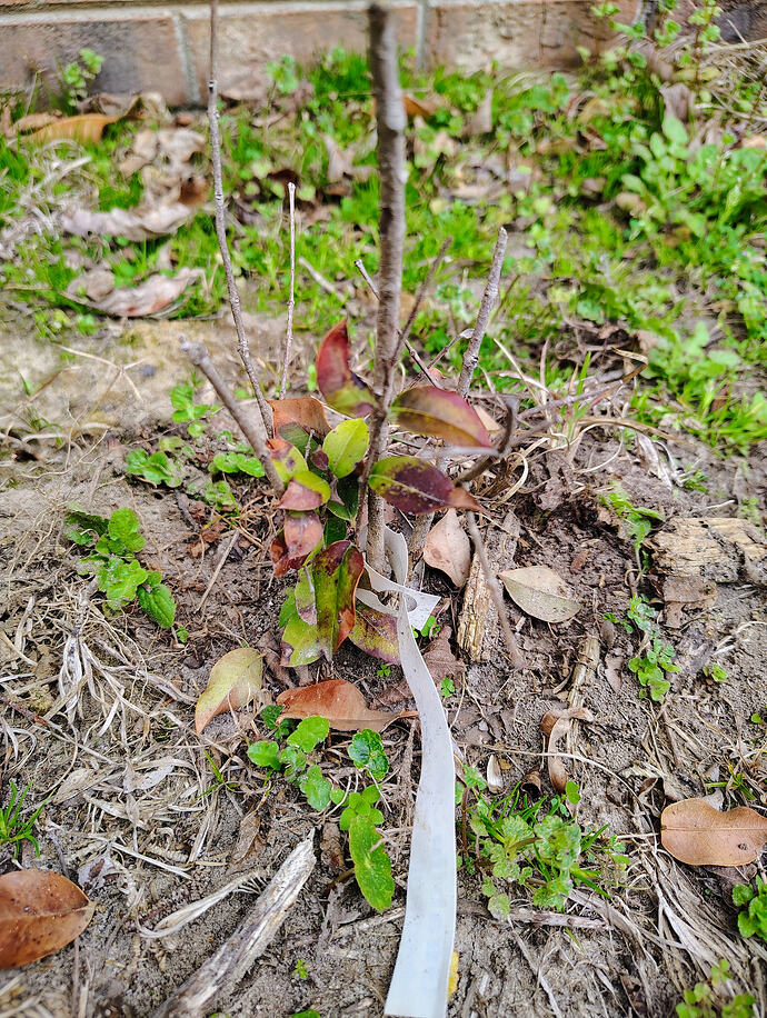 IMG_20260307_110734622_HDR_AE