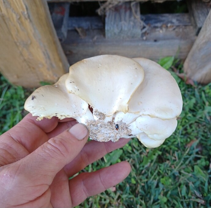 Screenshot_20251011_160107_Gallery