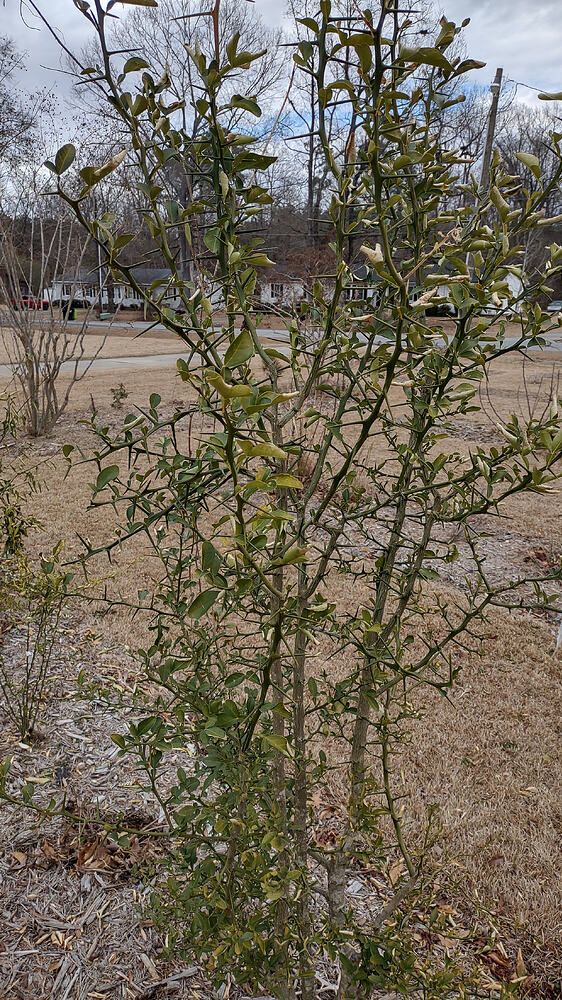 IMG_20260211_132629143_HDR