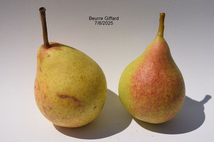 Beurre Giffard7-8-2025RS