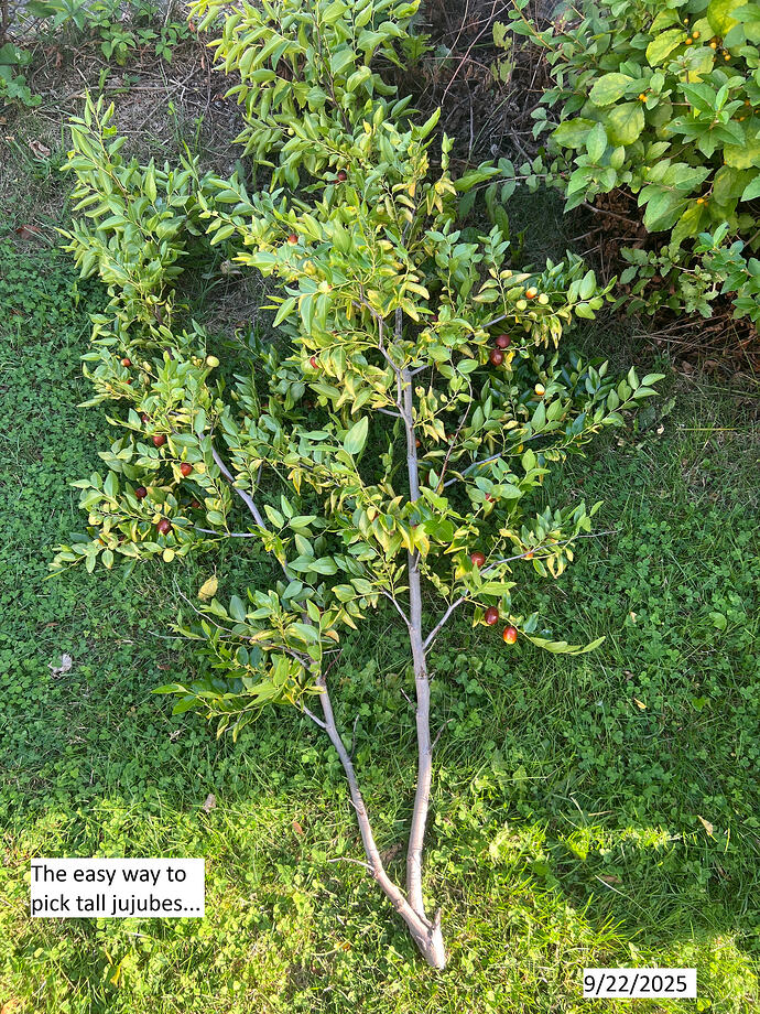 Black_sea_cut_g_09-22-2025