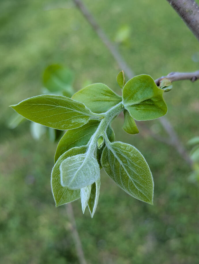 PXL_20260401_215227296