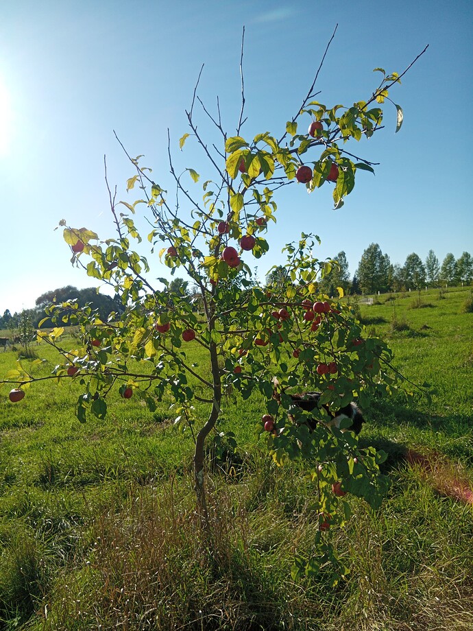 17589211232598419173648226254370