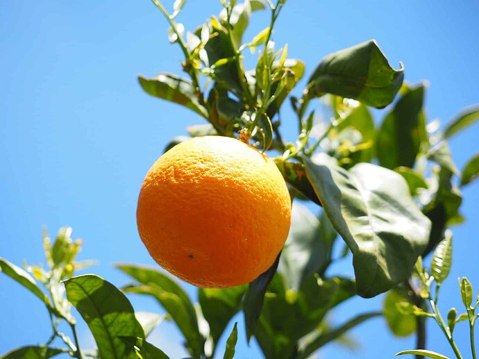 Okitsu Satsuma