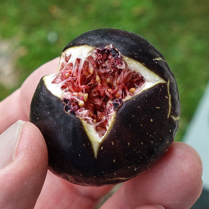 Ronde de Bordeaux fig split from rain D.D.Teoli Jr.