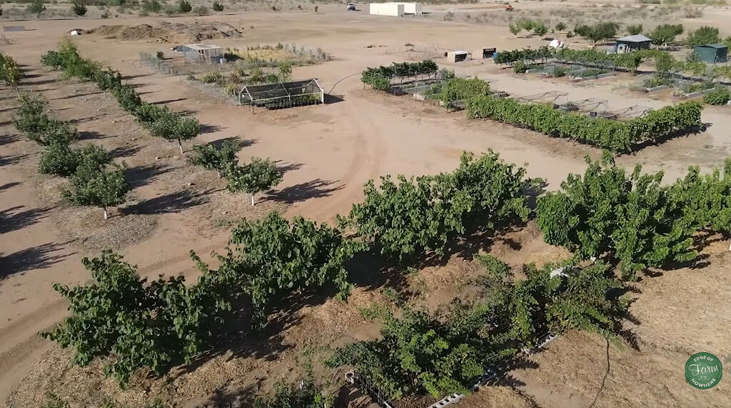 Look at this farm in AZ desert - General Fruit Growing - Growing Fruit