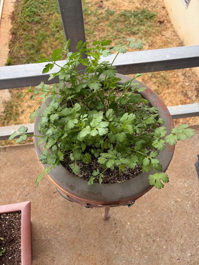new cilantro