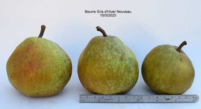 Beurre Gris d'Hiver Nouveau10-3-2025RS