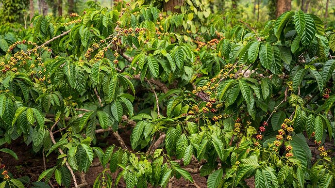 View of several trees with lush, dark green, lance-shaped leaves and clusters of bright red 'cherries', transitioning from green to a deep ruby red when ripe.