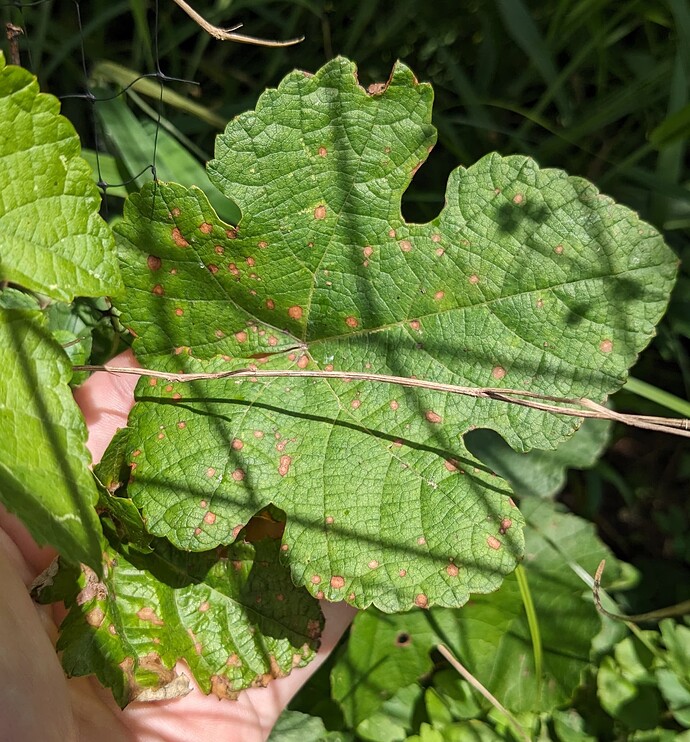 PXL_20250621_162524112~2