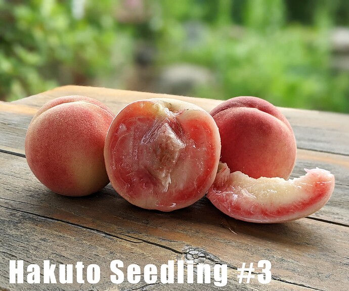 Hakuto Seedling #3_2025