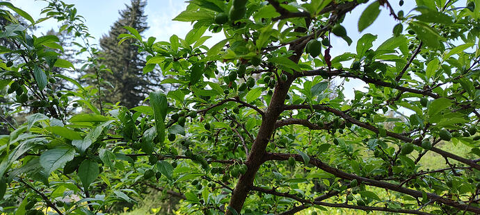 IMG_20260501_170204025_HDR