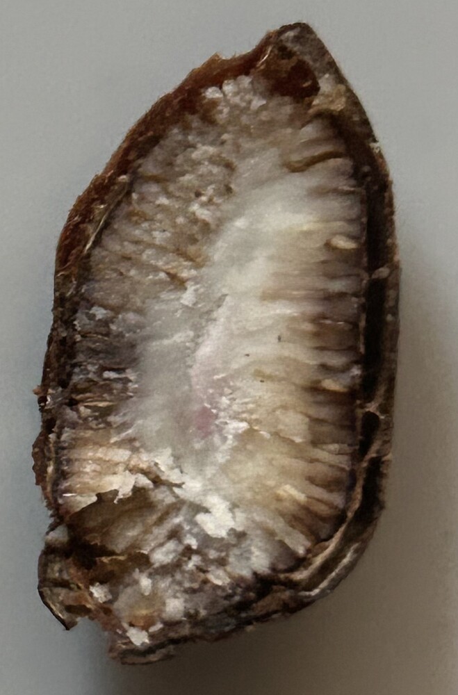 NAPawpaw_seed2_crop