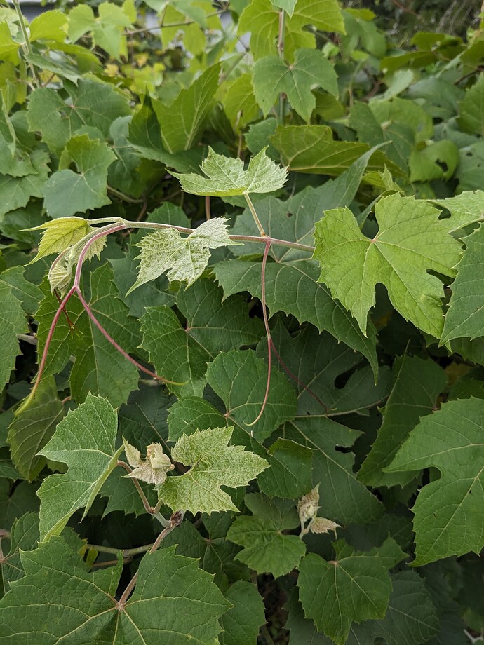 PXL_20250706_211552340