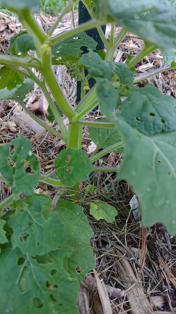 IMG_20250728_190410281