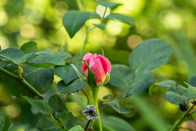 _CPB0969
