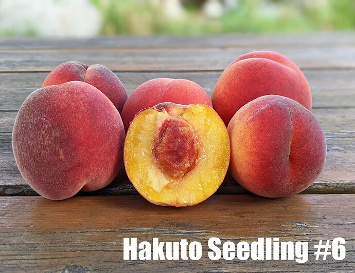 Hakuto Seedling number 6_2025