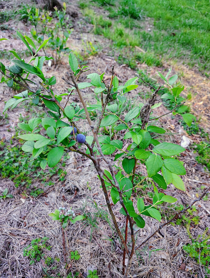 IMG_20260503_183647506_HDR_AE