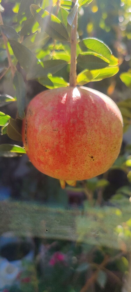 IMG_20251009_1321261