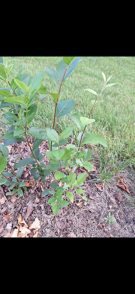 apple on aronia 1