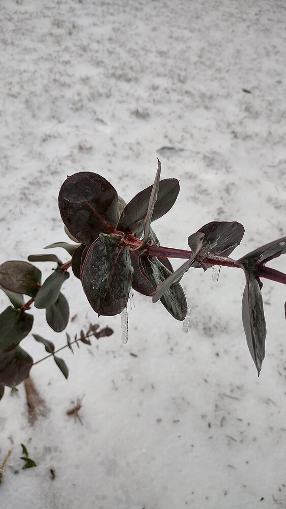 IMG_20250220_172011640_HDR