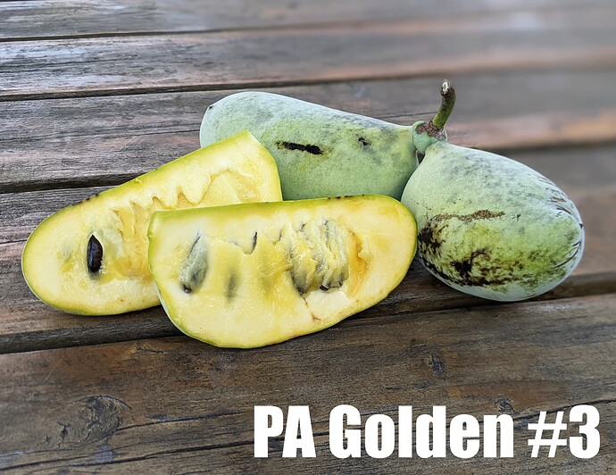 PA Golden#3_2025