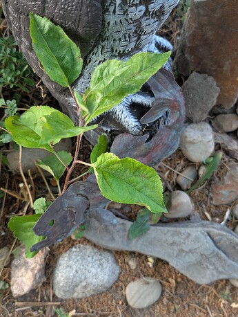 PXL_20250707_032922010