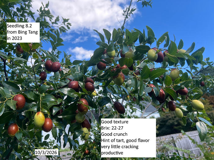 JJS_BT_8.2_branch_10-03-2026