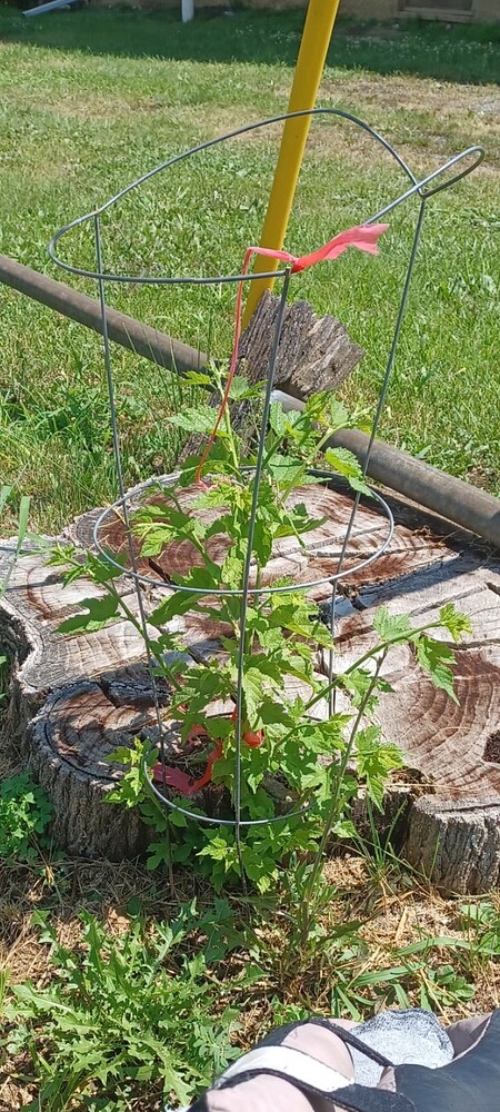 Screenshot_20250710_145332_Gallery