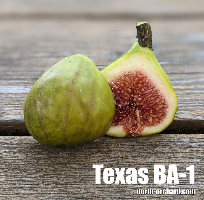 Texas BA-1_2026
