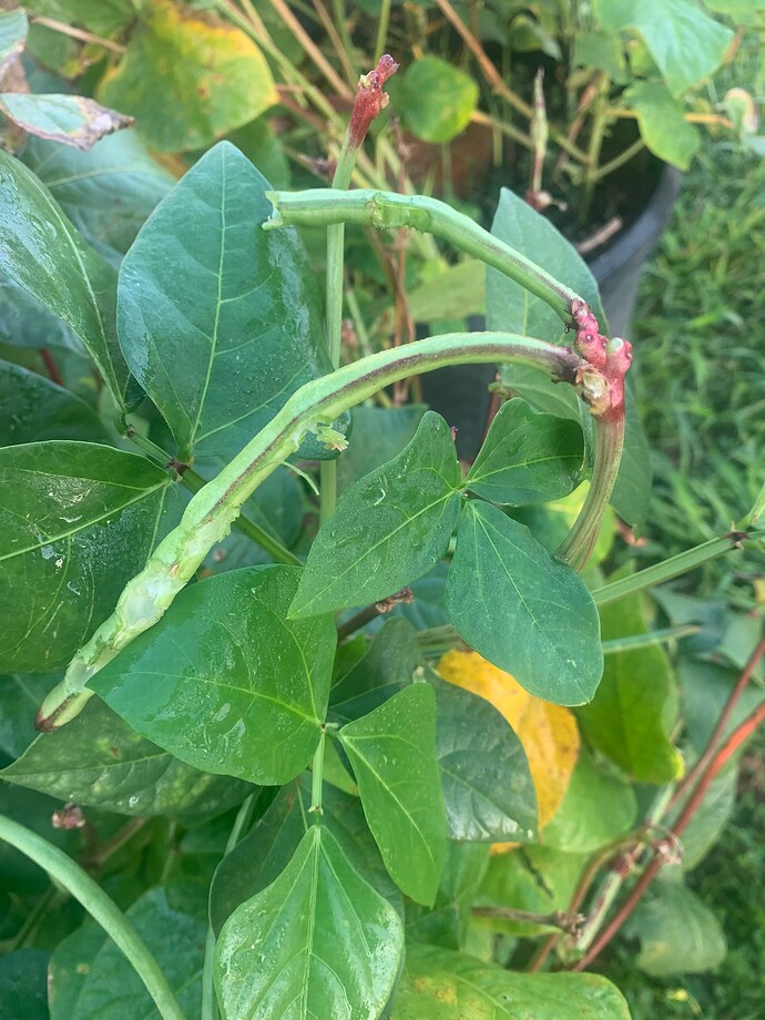pea damage 2