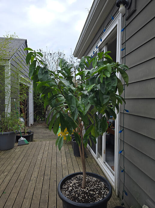 Soursop, post haircut