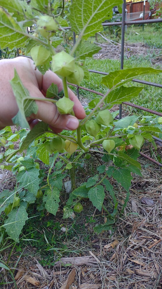 IMG_20250728_184312126