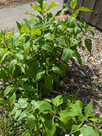 PXL_20250624_230349278