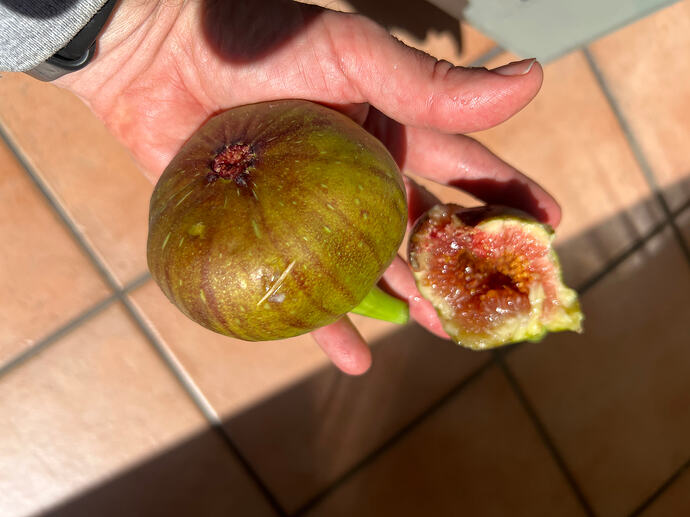 Fig_auckland_01-31-2026