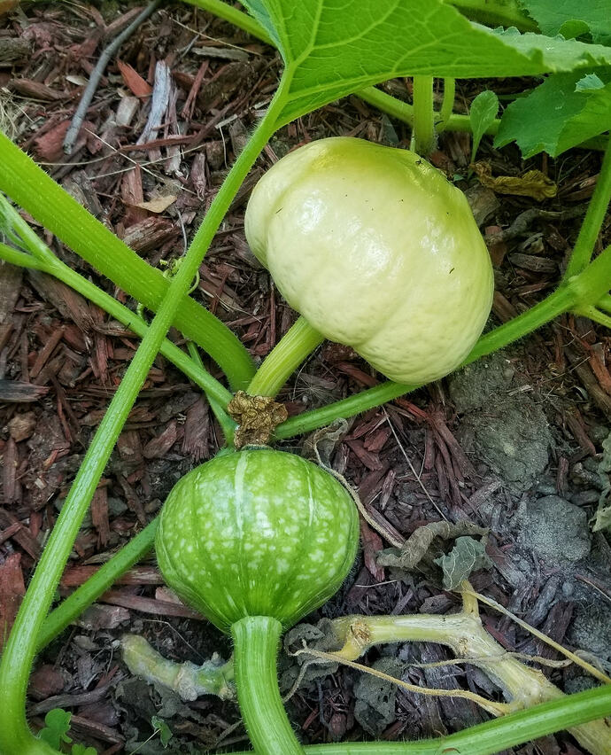 Squash03